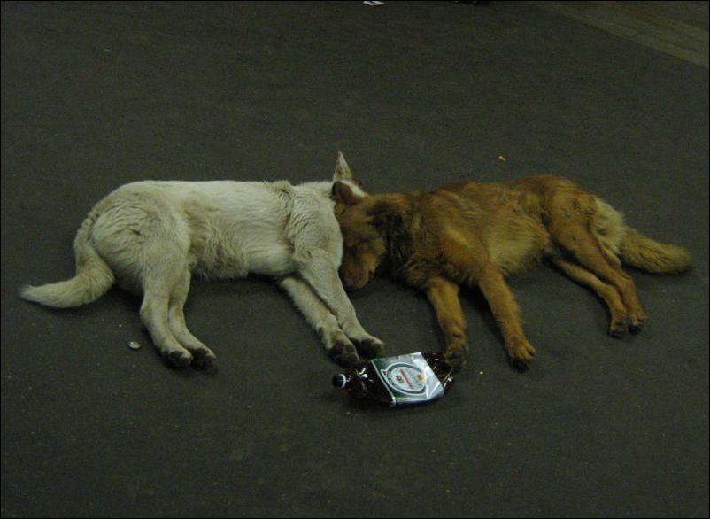 Кучка воскресных картинок