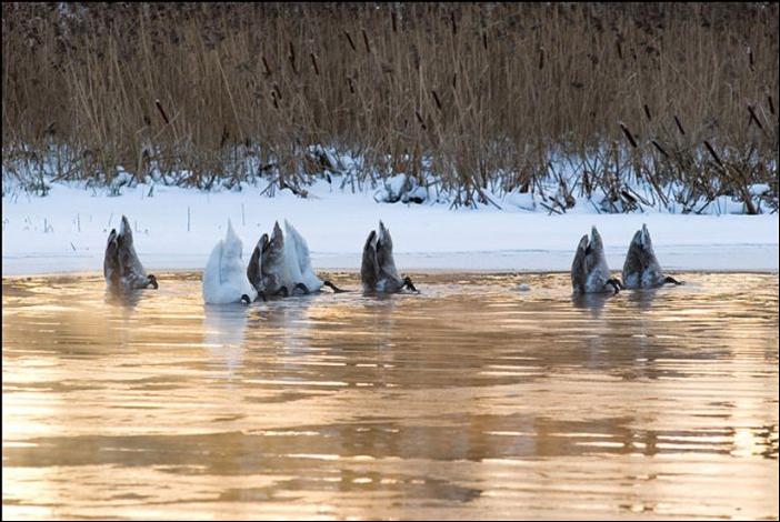 Кучка воскресных картинок