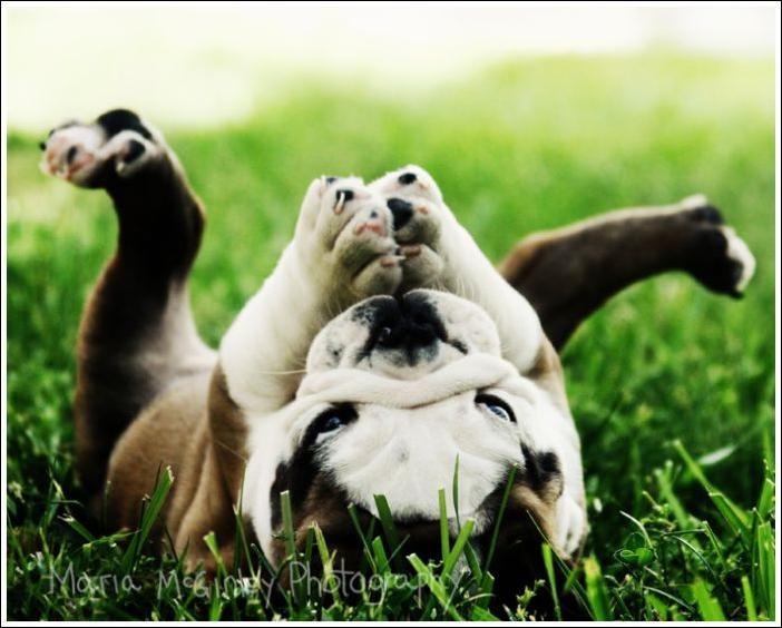 Кучка воскресных картинок