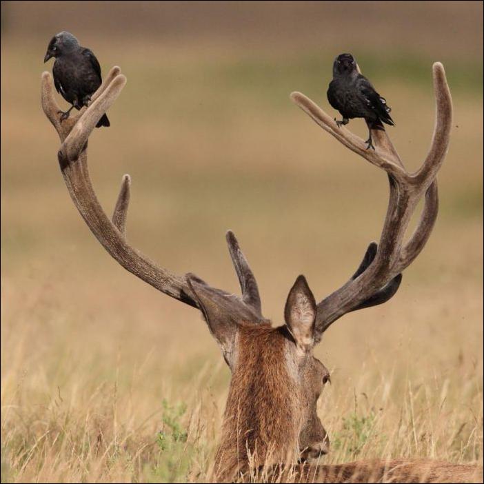 Кучка воскресных картинок