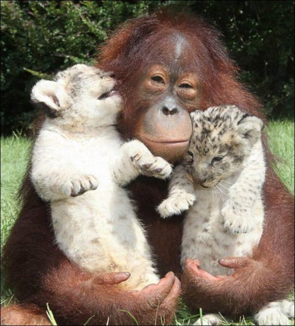 Кучка воскресных картинок