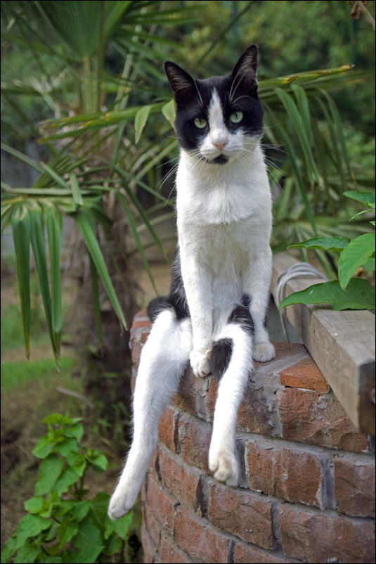 Кучка воскресных картинок