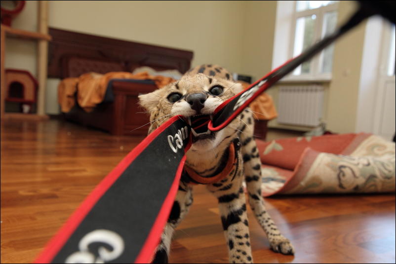 Кучка воскресных картинок