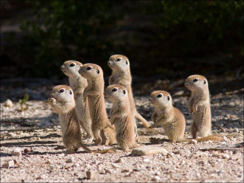 Кучка воскресных картинок