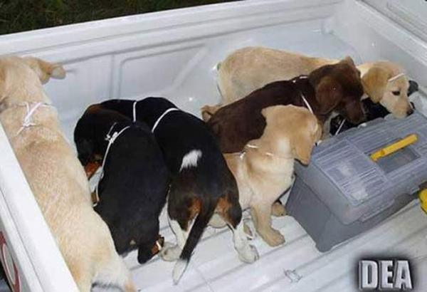 Уловки контрабандистов-наркоторговцев