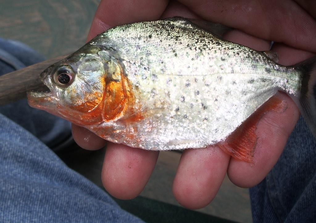 Российский геолог рассказал, как искал золото в джунглях