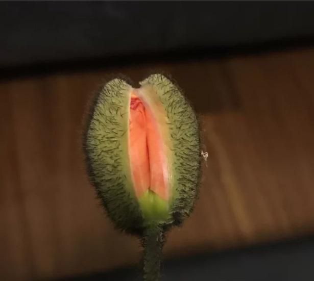 Совершенно приличные фотографии со всякой пошлятиной