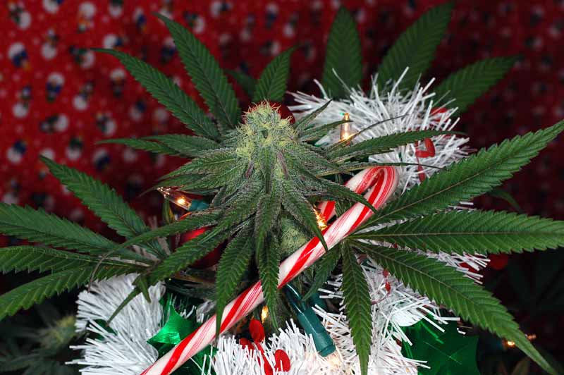 В Калифорнии легализовали марихуану В Калифорнии легализовали марихуану