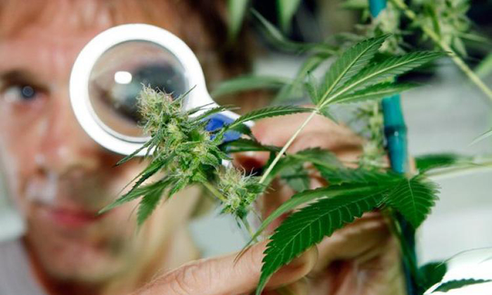 Недуги, которые можно вылечить марихуаной