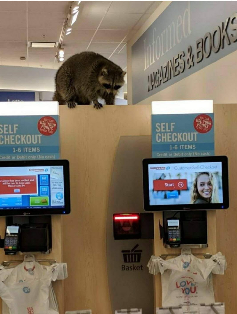 Тем временем в Канаде...