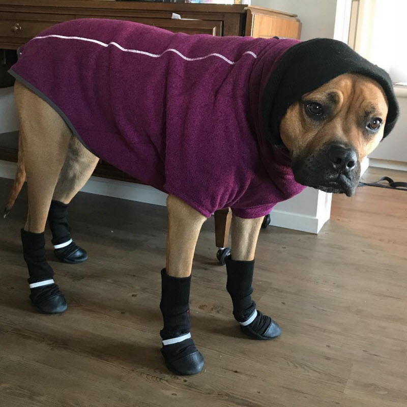 Тем временем в Канаде...