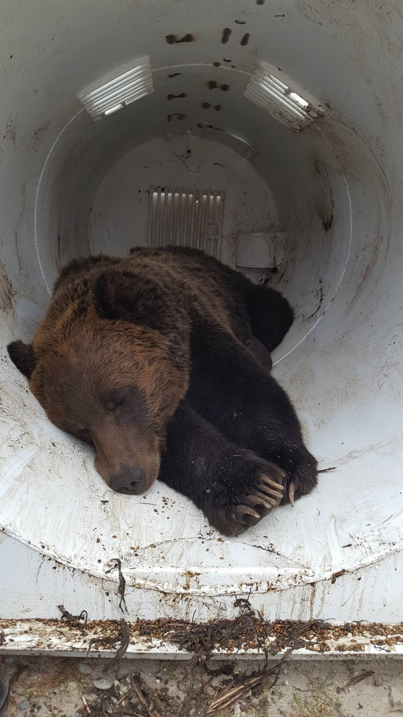 Тем временем в Канаде...