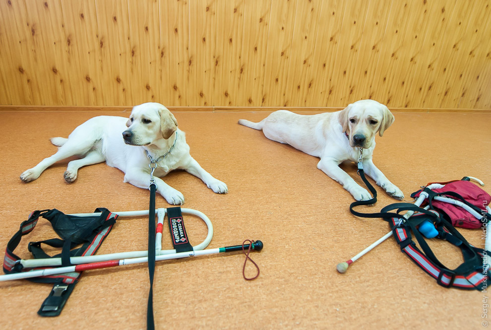 Золотые собаки