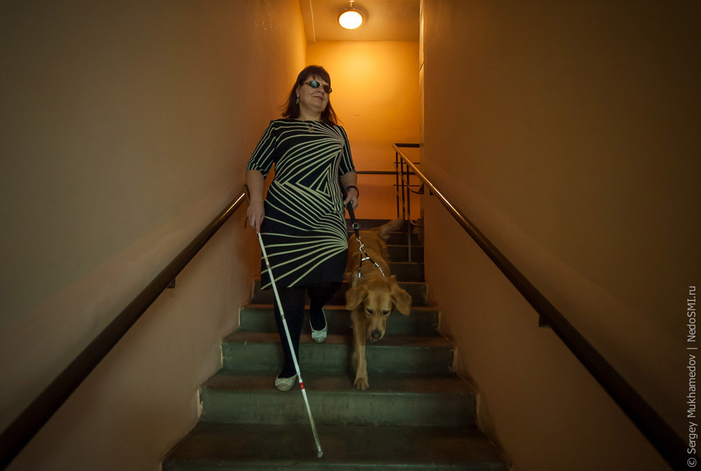 Золотые собаки