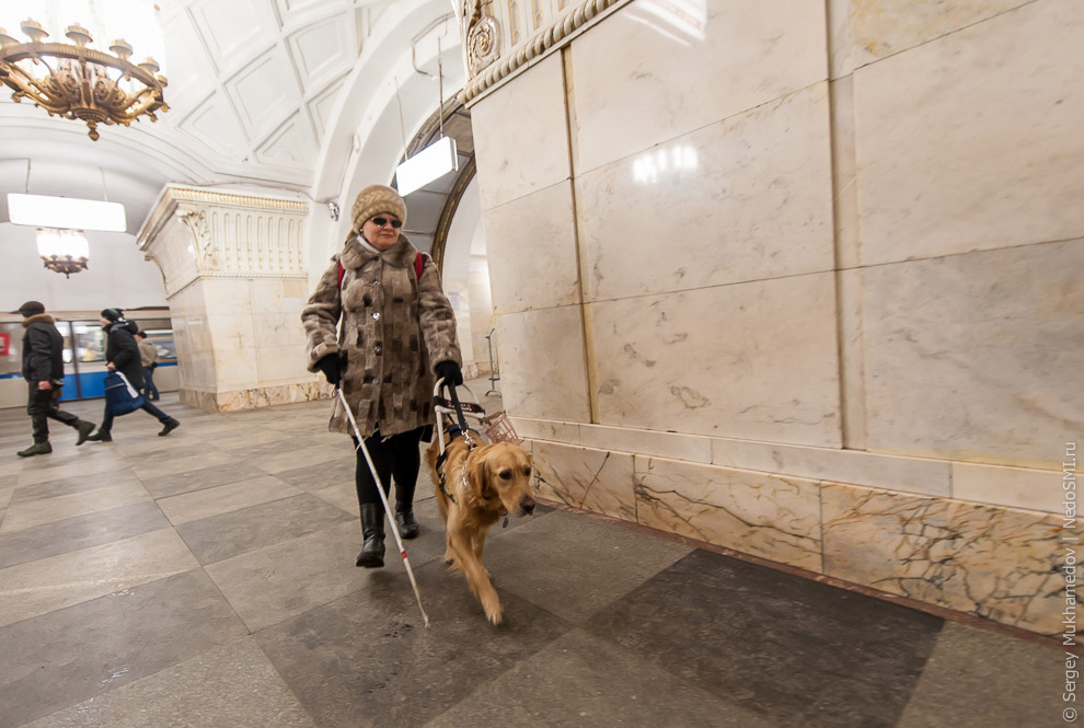 Золотые собаки