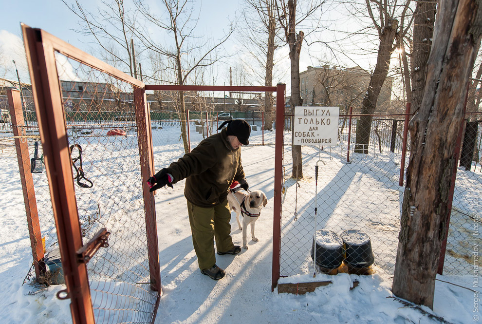 Золотые собаки