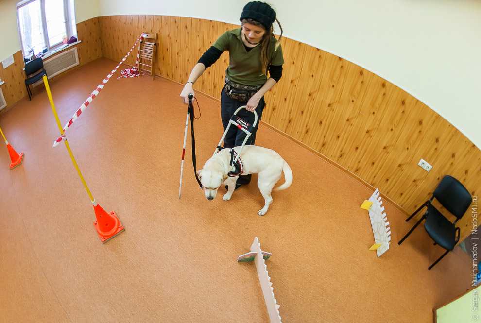 Золотые собаки