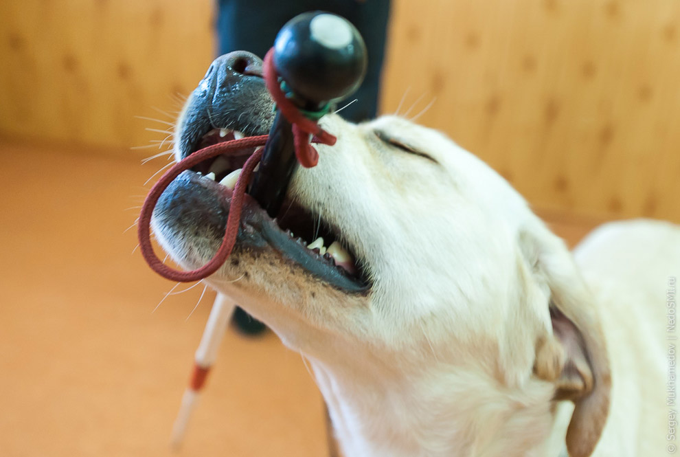 Золотые собаки