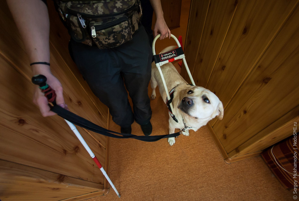 Золотые собаки