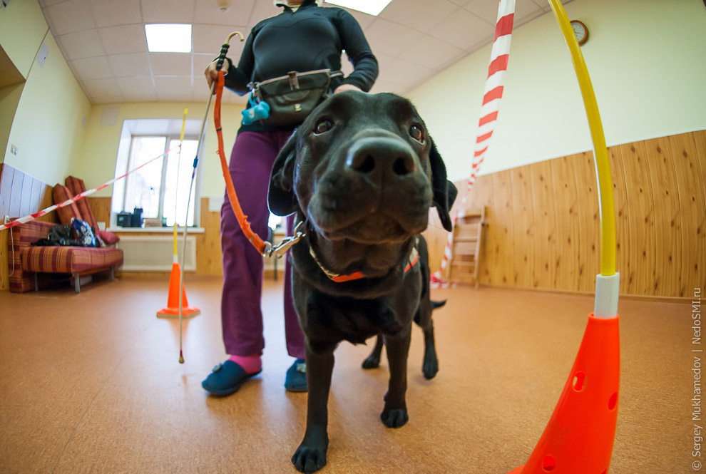 Золотые собаки