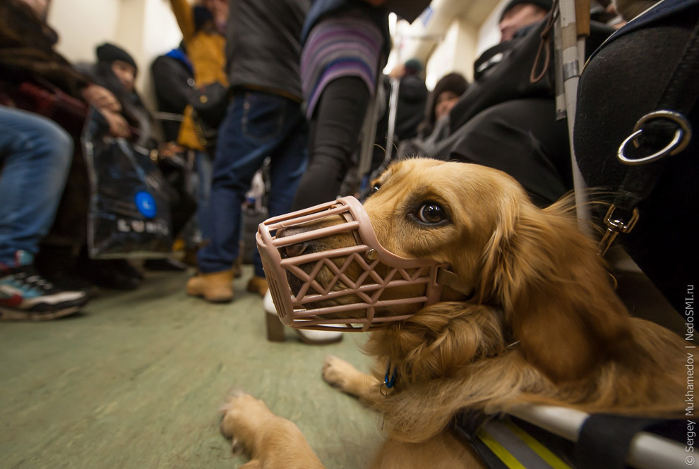 Золотые собаки