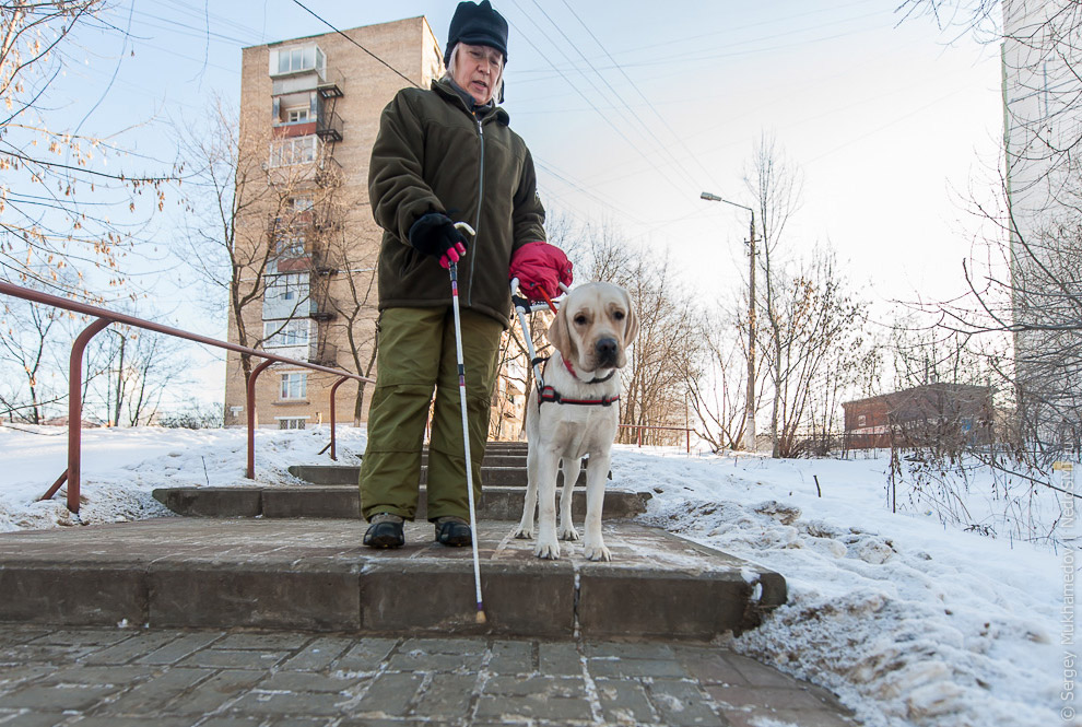 Золотые собаки