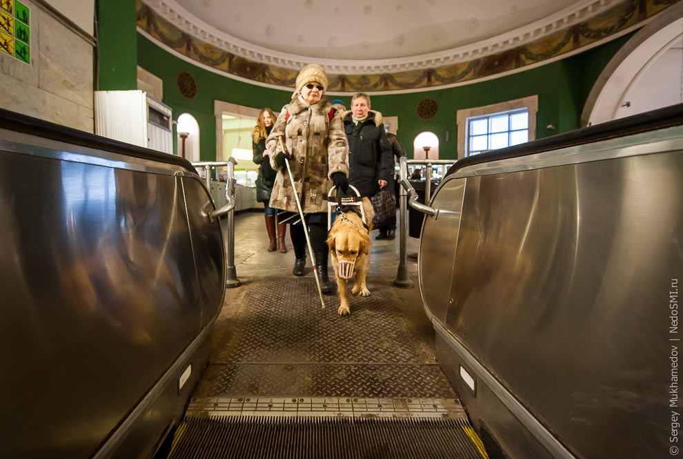 Золотые собаки