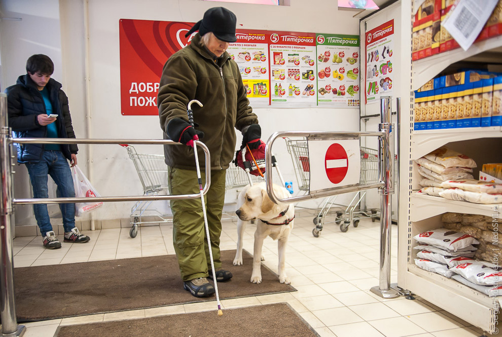 Золотые собаки