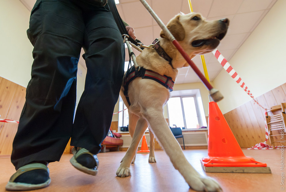 Золотые собаки