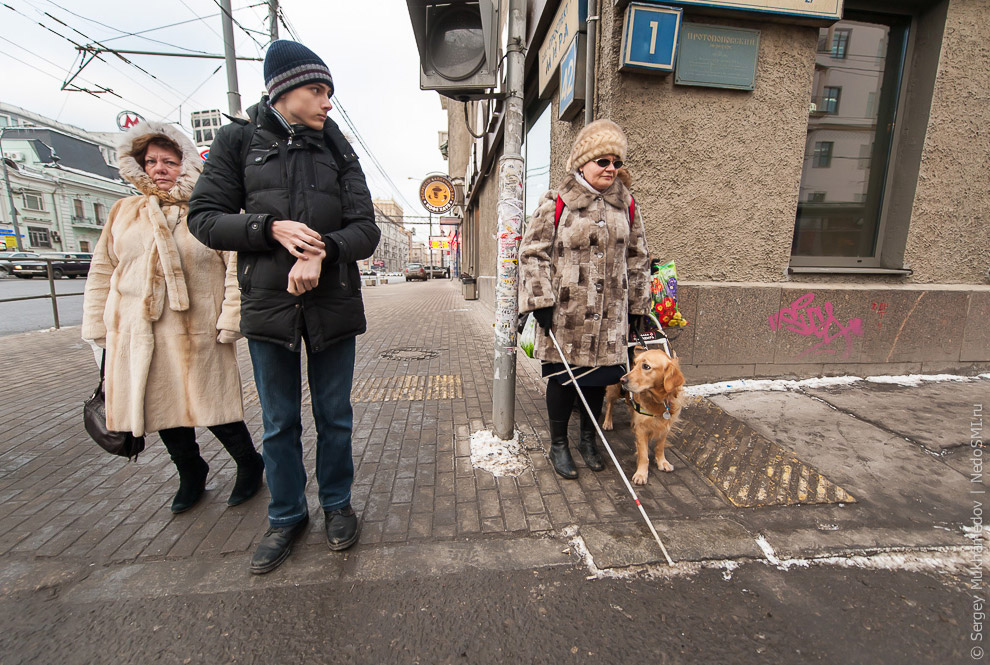 Золотые собаки