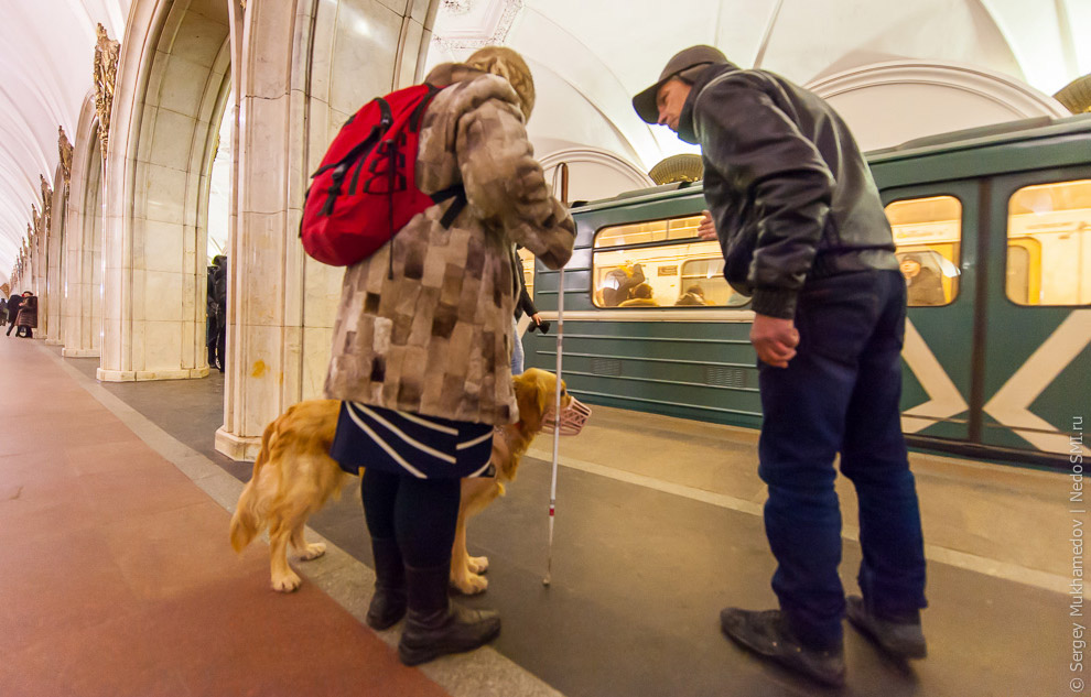 Золотые собаки