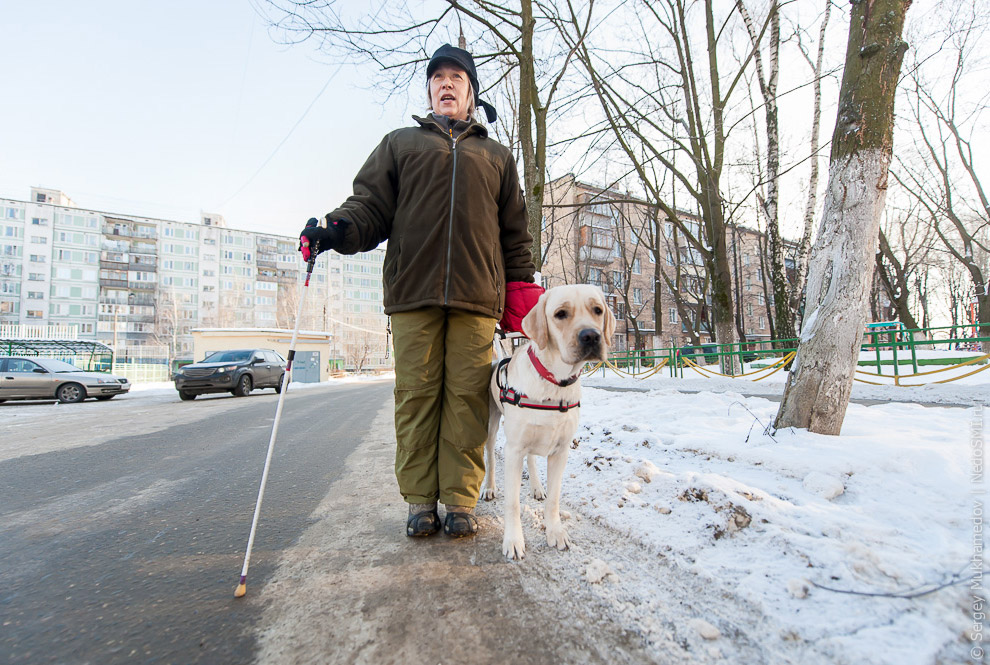 Золотые собаки