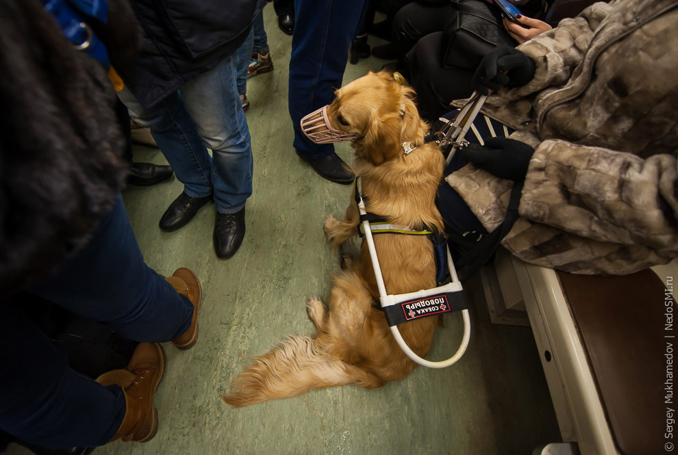 Золотые собаки