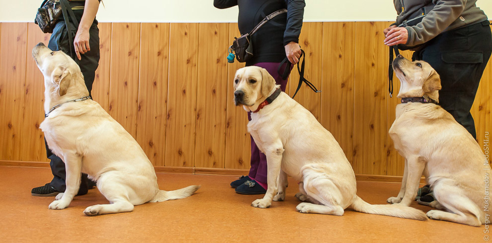 Золотые собаки