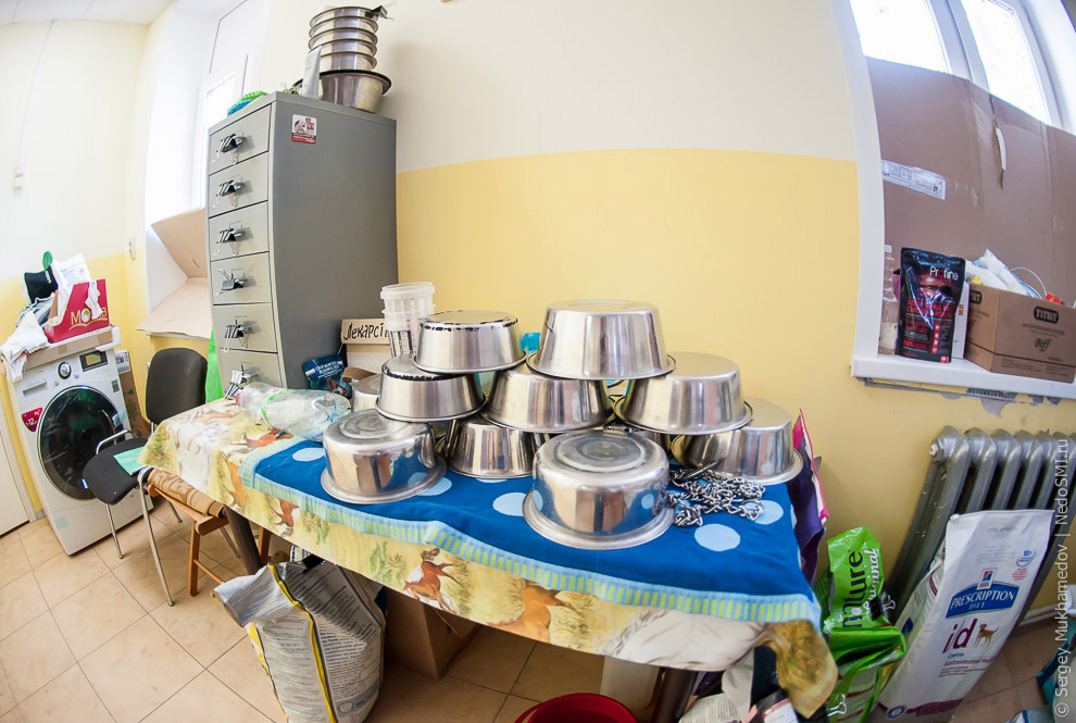 Золотые собаки