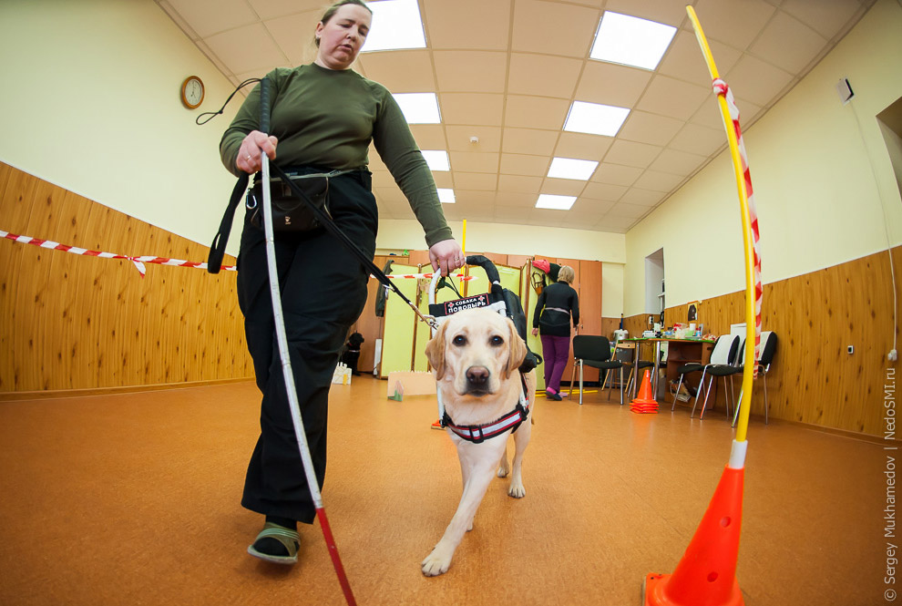 Золотые собаки