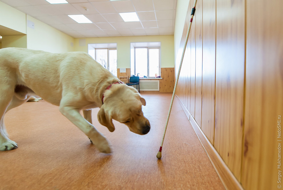 Золотые собаки