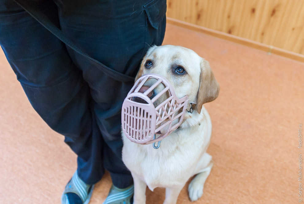 Золотые собаки