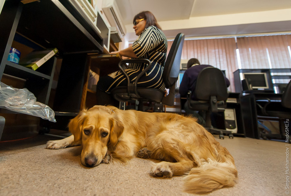 Золотые собаки