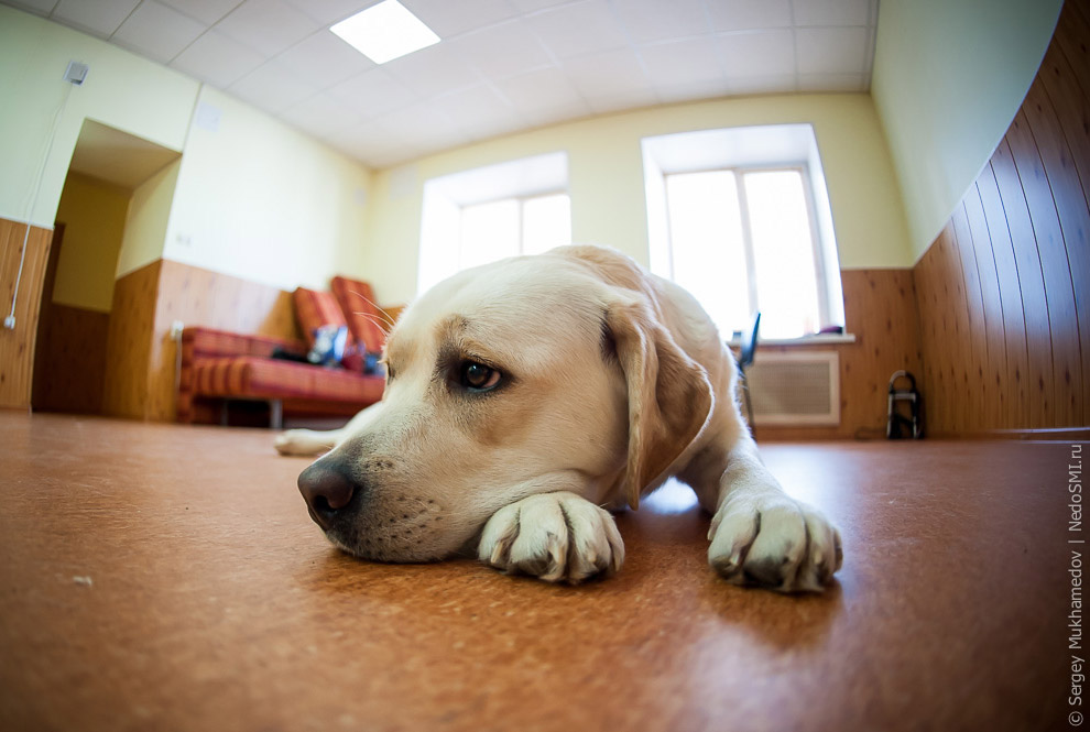 Золотые собаки