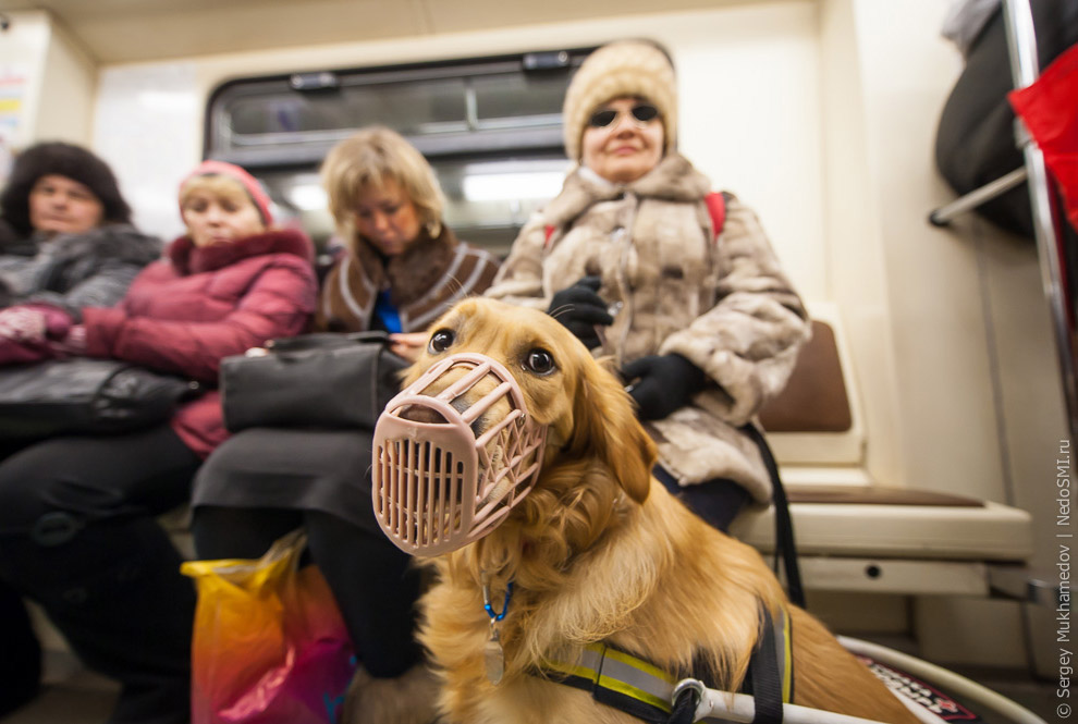 Золотые собаки