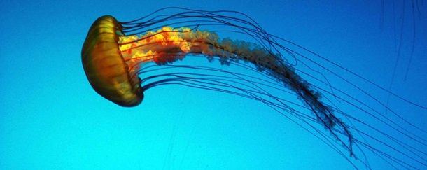 Животные, которые убивают людей (19 фото)