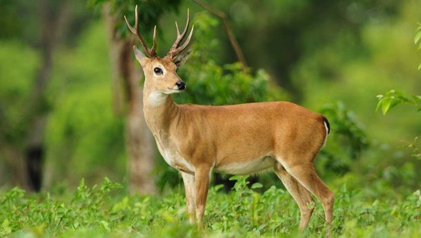 Животные, которые убивают людей (19 фото)