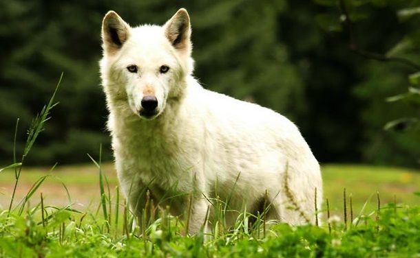 Животные, которые убивают людей (19 фото)