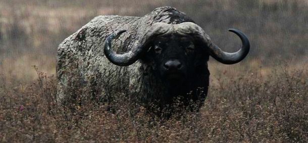 Животные, которые убивают людей (19 фото)