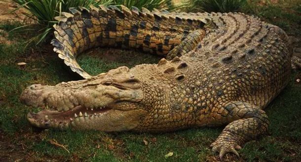 Животные, которые убивают людей (19 фото)