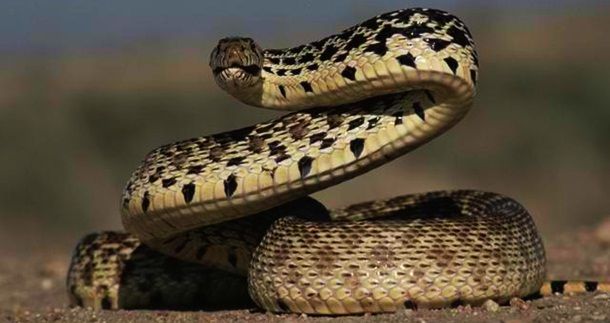 Животные, которые убивают людей (19 фото)