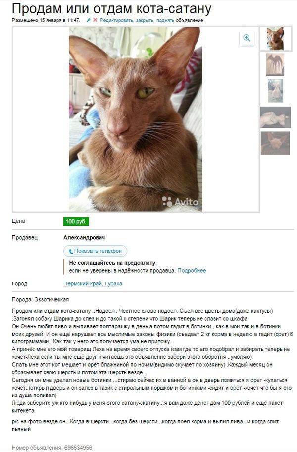 22 новых умопомрачительных объявлений с AVITO