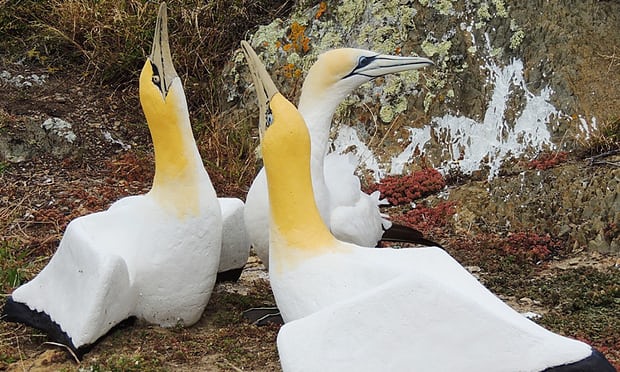 В Новой Зеландии умерла самая одинокая в мире птица – олуша Найджел