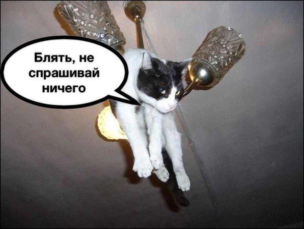 Прикольные картинки (146 фото)